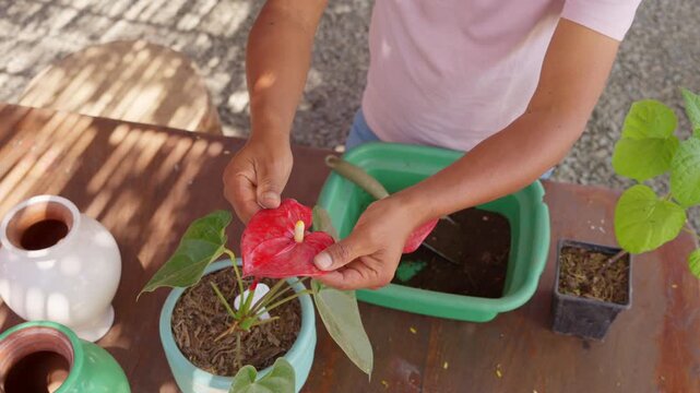 Gardener carefully checking red anthurium flower
