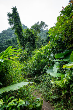 vietnam, vietnam travel, southeast asia, asia travel, ha long bay, halong bay vietnam, limestone karst, cat ba island, tropical landscape, ninh binh, tam coc, rice fields vietnam, river landscape, une