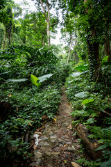 vietnam, vietnam travel, southeast asia, asia travel, ha long bay, halong bay vietnam, limestone karst, cat ba island, tropical landscape, ninh binh, tam coc, rice fields vietnam, river landscape, une