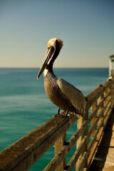 Brown pelican on the pier