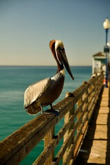 pelican portrait on the pier