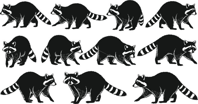 WebBlack vector silhouette set of raccoons for concepts of wildlife nature scavenging nocturnal animals forest creatures outdoors and mascot branding
