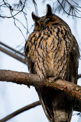 sowa uszatka zimowisko drzewo siedzi © Colorful Soul