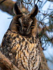 sowa uszatka zimowisko drzewo siedzi © Colorful Soul