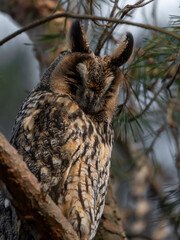 sowa uszatka zimowisko drzewo siedzi © Colorful Soul