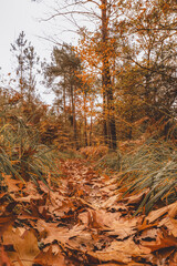 Fototapeta premium Low angle forest trail with autumn leaves and grass