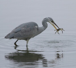 Heron with his catch 