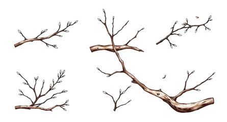 Fototapeta premium tree, branches, bare, leafless, winter, fall, nature, botanical, woodland, forest, twig, silhouette, outline, monochrome, minimal, simple, modern, flat, line, icon, symbol, vector, illustration, graph