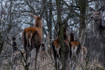 jelenie w lesie łanie byki szpicak dzikie © Colorful Soul