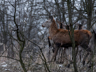 jelenie w lesie łanie byki szpicak dzikie © Colorful Soul