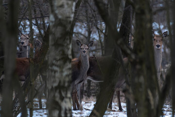jelenie w lesie łanie byki szpicak dzikie © Colorful Soul