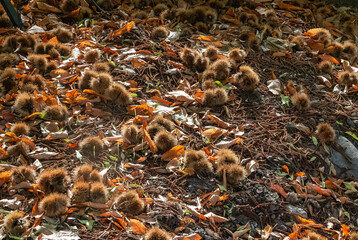 Chestnuts on the ground of the chestnut trees of the Copper forest in the Genal Valley, Malaga