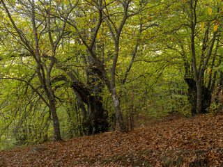 Chestnut trees of the Copper Forest in the Genal Valley, Malaga