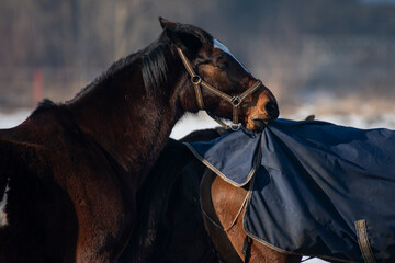 konie portret brąz koń © Colorful Soul
