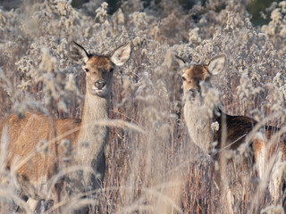 jelenie w lesie łanie byki szpicak dzikie © Colorful Soul