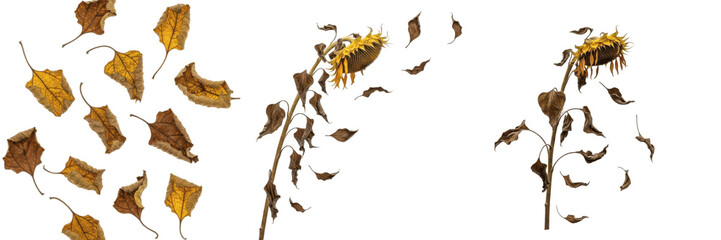 Set and collection of withered sunflower heads and dry brown autumn leaves falling in the wind isolated on white transparent PNG background © Hanoman