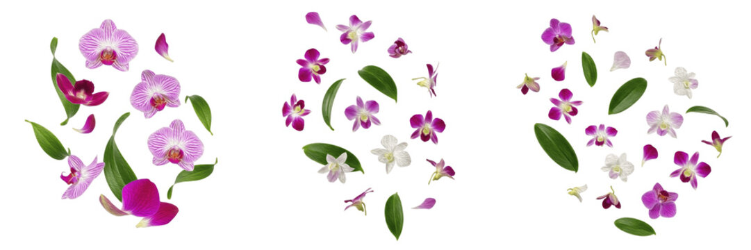 Set and collection of vibrant purple orchid flowers and delicate petals falling in elegant patterns isolated on white transparent PNG background