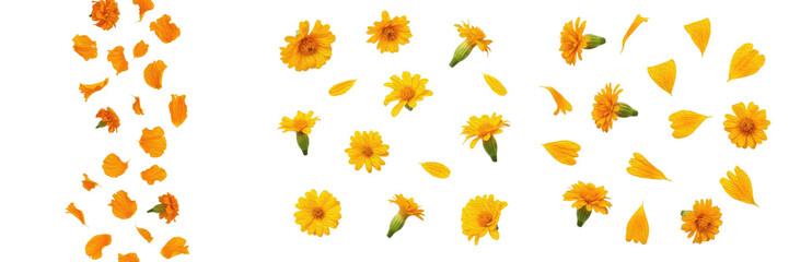 Set and collection of bright orange calendula flowers and medicinal marigold petals falling in...