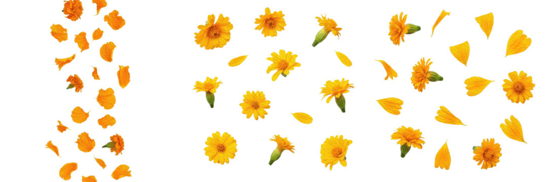 Set and collection of bright orange calendula flowers and medicinal marigold petals falling in various patterns isolated on white transparent PNG background