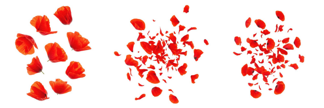 Set and collection of red poppy flower petals falling and exploding in mid-air isolated on white transparent PNG background