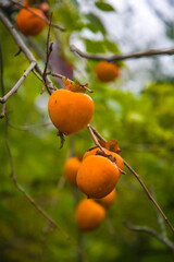 juicy persimmon on a tree branch
