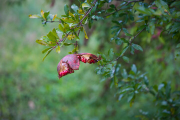 Ripe pomegranate on a tree