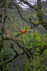 juicy persimmon on a tree branch
