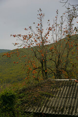 juicy persimmon on a tree branch