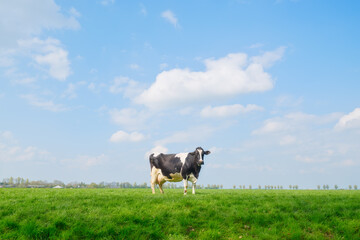A peaceful scene of one cow grazing freely on a rural meadow during a sunny day. The image features...
