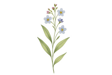 Fototapeta premium Forget-me-not watercolor drawing blooming on transparent background
