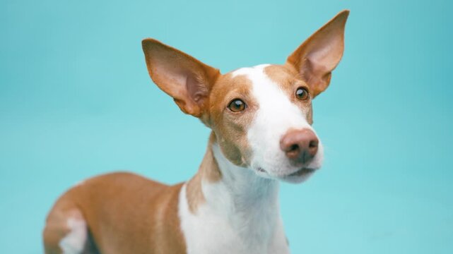 Adorable ibizan hound dog with big ears lying down, looking around with curiosity and attention. Studio shot with a solid turquoise background