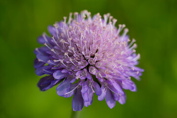 Świerzbnica polna - Knautia arvensis (L.) Coult. © tom