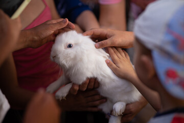 Cute white rabbit being held by a group of children, kids gently touching and cuddling a fluffy bunny, animal therapy and childhood concept.