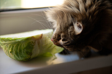 Fluffy tabby cat sitting on a windowsill and eating fresh green cabbage, funny domestic pet enjoying vegetable snack at home.