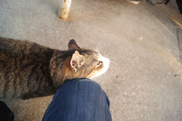 猫が膝に顔を寄せる日差しの下での様子