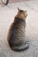 太った猫が地面に座っている後ろ姿