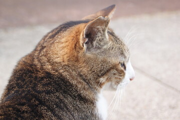 屋外で座る猫の横顔の写真