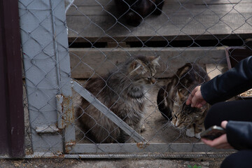 Teenage girl feeding homeless cats through a metal cage at an animal shelter, teenager showing kindness and support for stray animals.