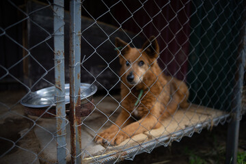 Stray dogs recovering after sterilization in an animal shelter holding area, homeless pets in post-operative care.