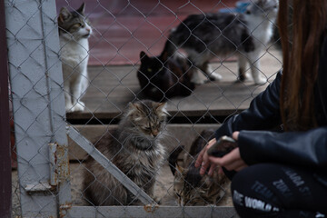 Teenage girl feeding homeless cats through a metal cage at an animal shelter, teenager showing kindness and support for stray animals.