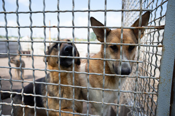 Stray dogs recovering after sterilization in an animal shelter holding area, homeless pets in post-operative care.