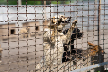 Stray dogs recovering after sterilization in an animal shelter holding area, homeless pets in post-operative care.