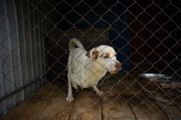 Homeless dog with amputated front legs sitting in a shelter cage, disabled stray animal waiting for adoption.