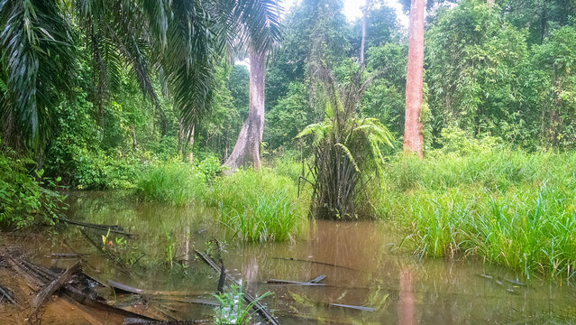 Pocosin, marshy paludal forest, herb swamp. Tropical rainforests of Borneo during the monsoon season
