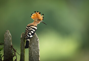 Obraz premium Eurasian hoopoe bird in early morning light ( Upupa epops )