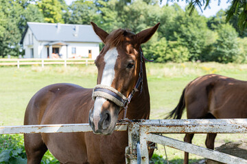 Głowa konia w stadninie koni w Polsce © Magdalena