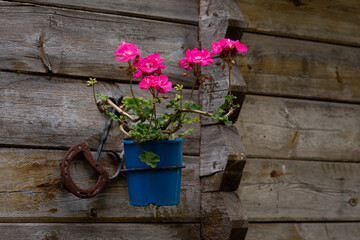 Różowe kwiaty w niebieskiej doniczce na tle drewnianej ściany © Magdalena