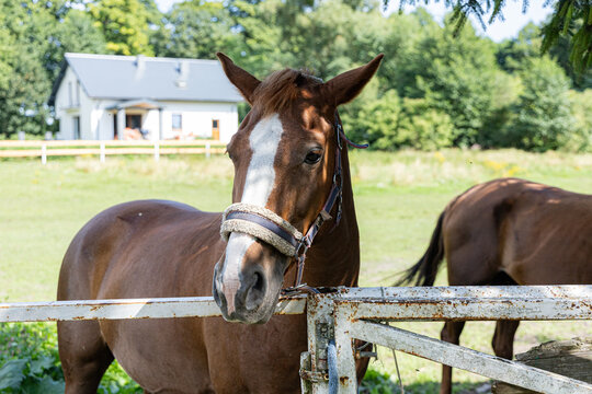 Głowa konia w stadninie koni w Polsce