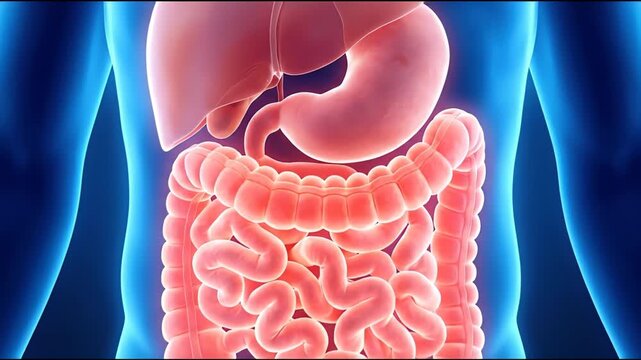 Detailed 3d rendering of human digestive system anatomy, highlighting stomach, liver, small, and large intestine, suitable for medical education, biology study, health content.