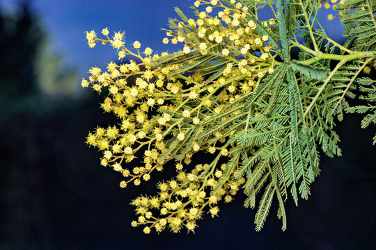 Acacia decurrens invasive alien tree in La Vallesa natural area, Paterna, Valencia, Spain
